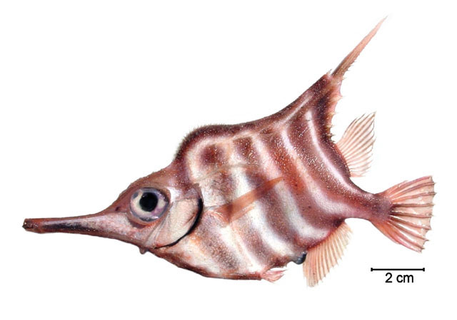 Centriscops humerosus