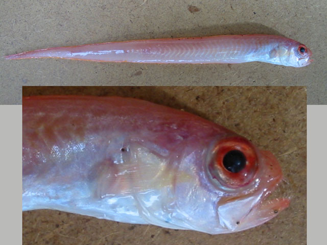 Cepola macrophthalma