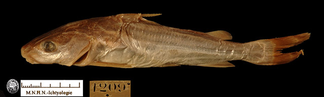 Cephalocassis manillensis