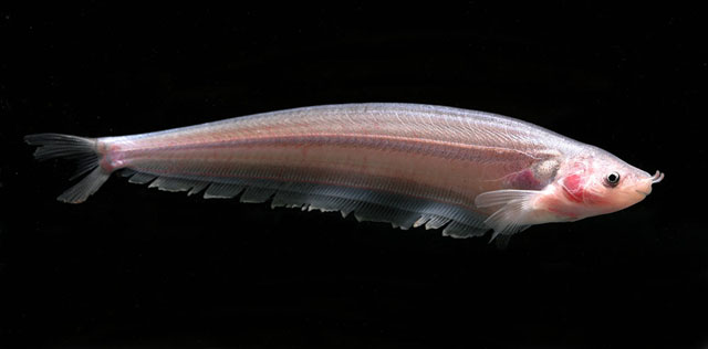 Ceratoglanis pachynema