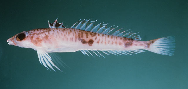 Centrodraco rubellus