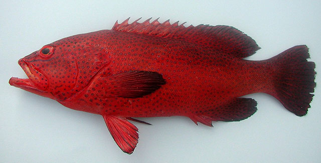 Cephalopholis taeniops