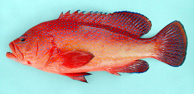 Cephalopholis taeniops