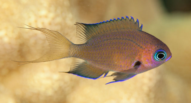 Pycnochromis pacifica