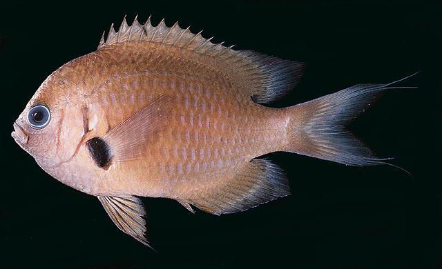 Pycnochromis pacifica