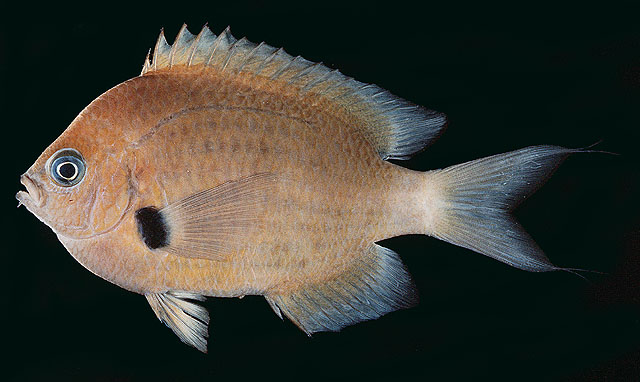 Pycnochromis pacifica