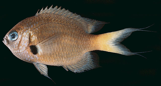 Pycnochromis pacifica