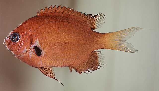 Pycnochromis pacifica