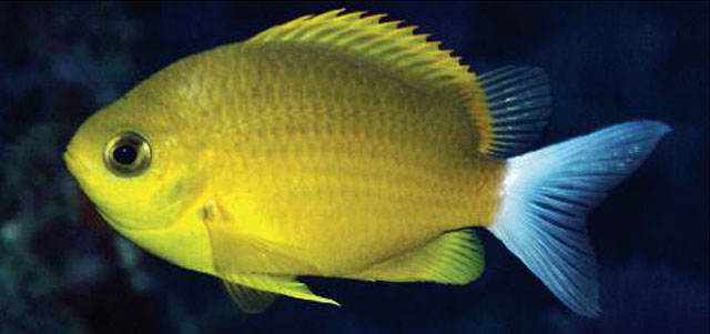 Chromis albicauda