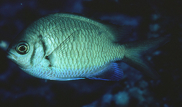 Chromis alpha