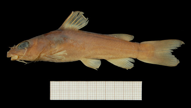 Chrysichthys aluuensis