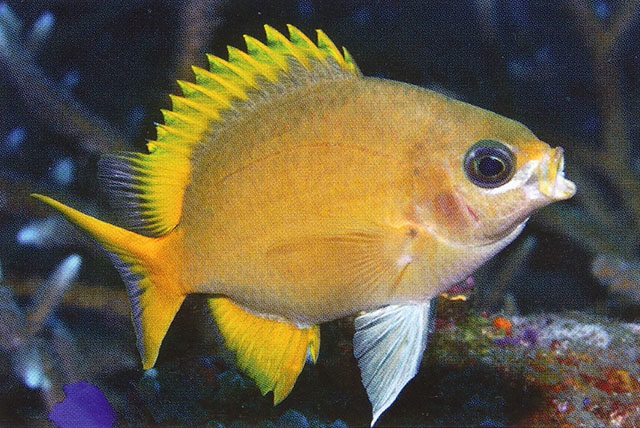 Chromis analis