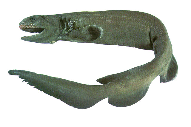 Chlamydoselachus anguineus