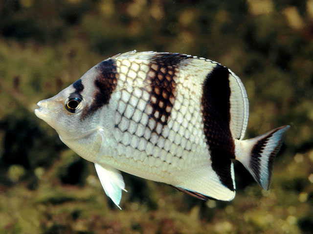 Chaetodon argentatus