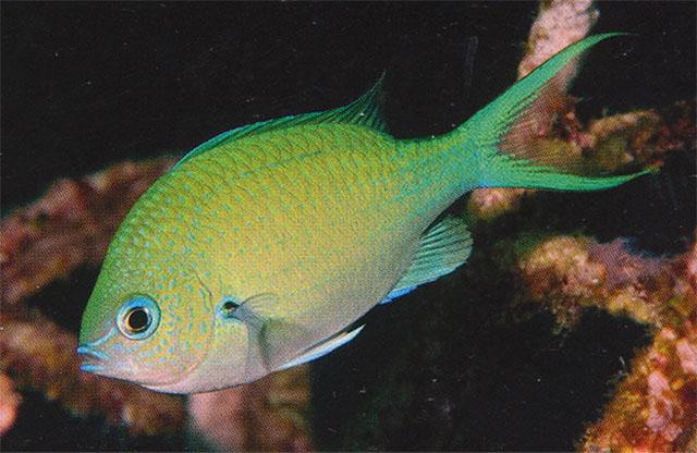 Chromis atripectoralis