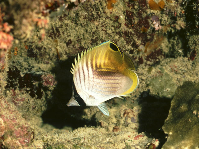 Chaetodon auriga