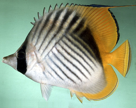 Chaetodon auriga