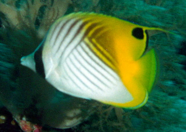 Chaetodon auriga