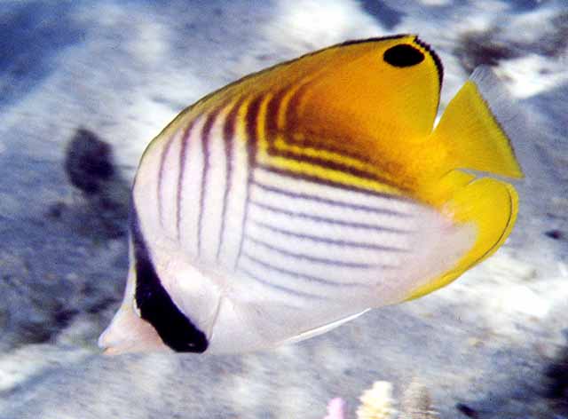 Chaetodon auriga