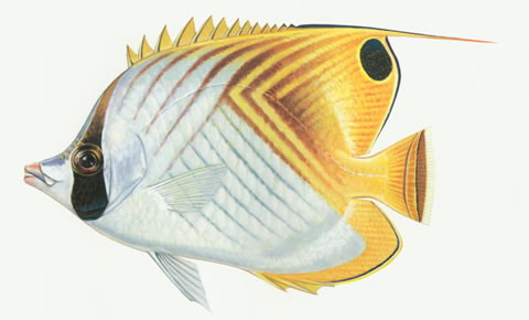 Chaetodon auriga