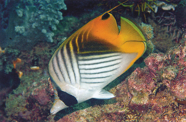 Chaetodon auriga