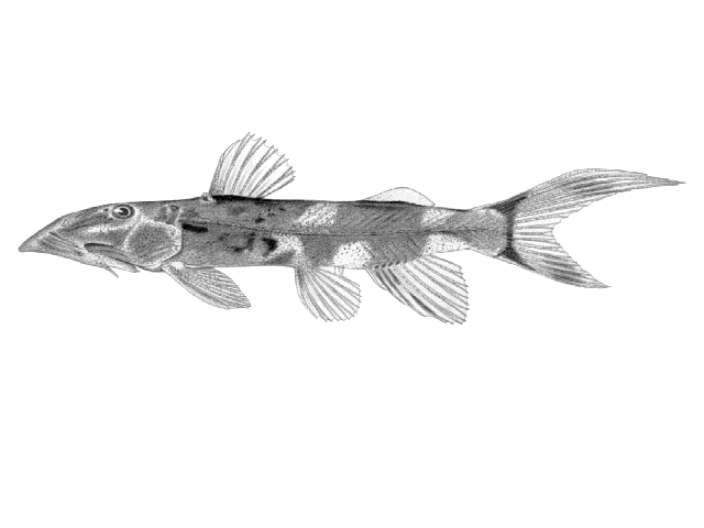 Chiloglanis batesii