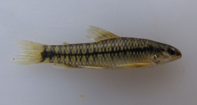 Characidium bimaculatum