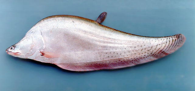 Chitala blanci