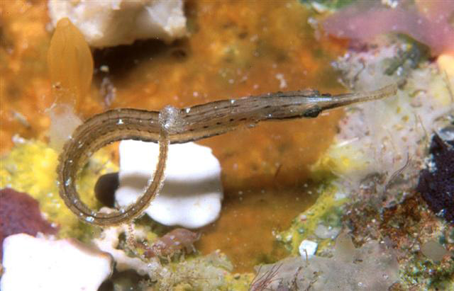 Choeroichthys brachysoma