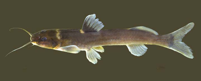 Chasmocranus brevior