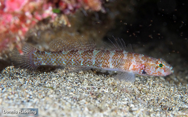 Chromogobius britoi