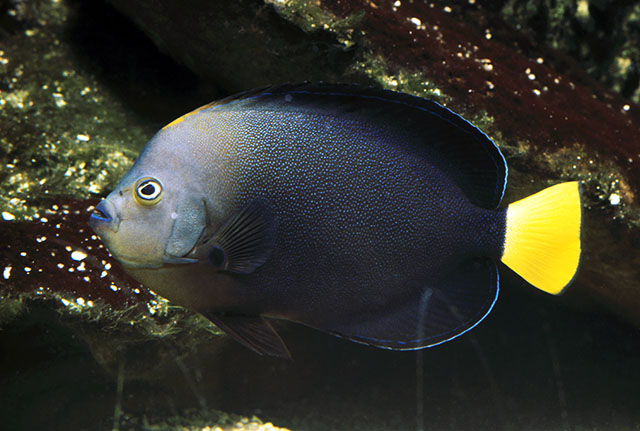 Chaetodontoplus caeruleopunctatus