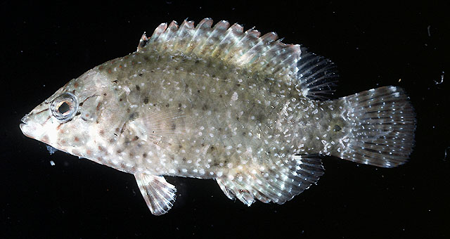 Cheilinus chlorourus