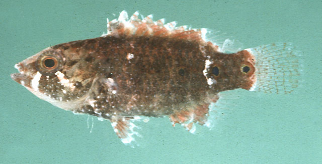 Cheilinus chlorourus