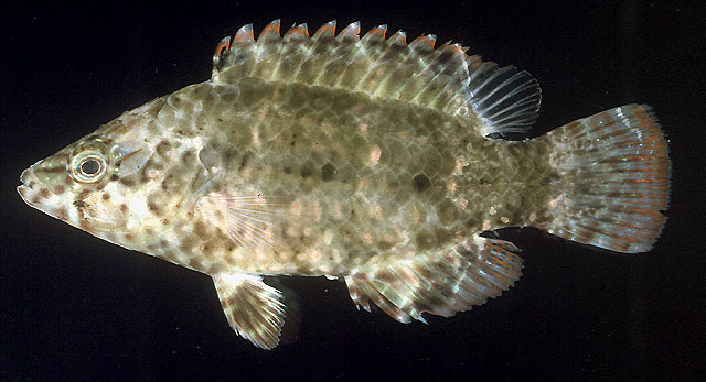 Cheilinus chlorourus