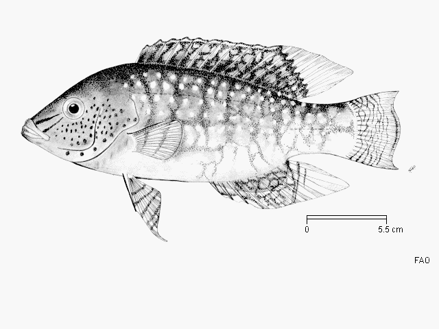 Cheilinus chlorourus