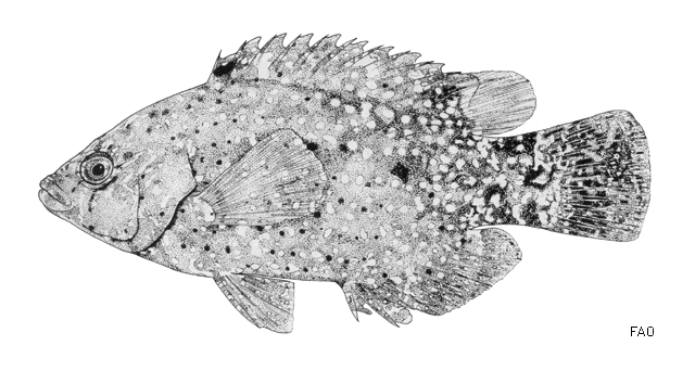 Cheilinus chlorourus