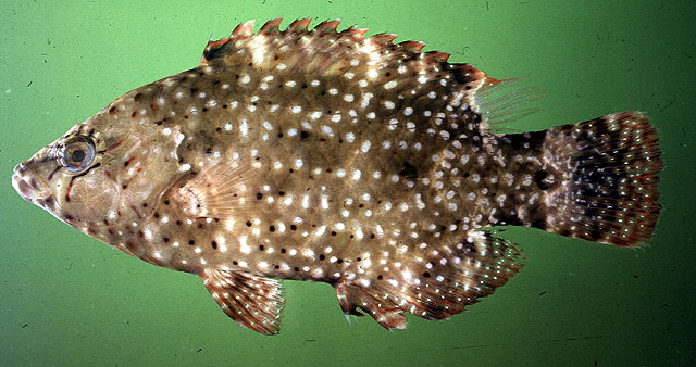 Cheilinus chlorourus