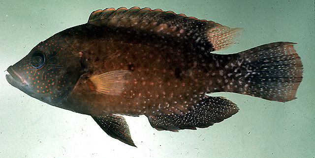 Cheilinus chlorourus