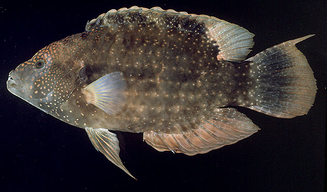 Cheilinus chlorourus