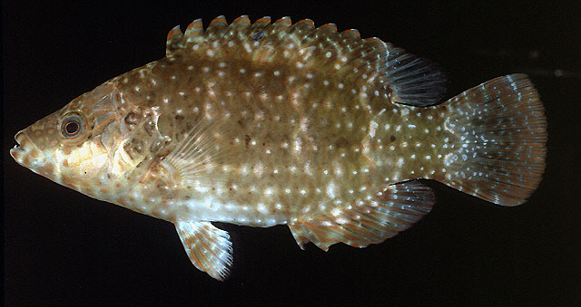 Cheilinus chlorourus