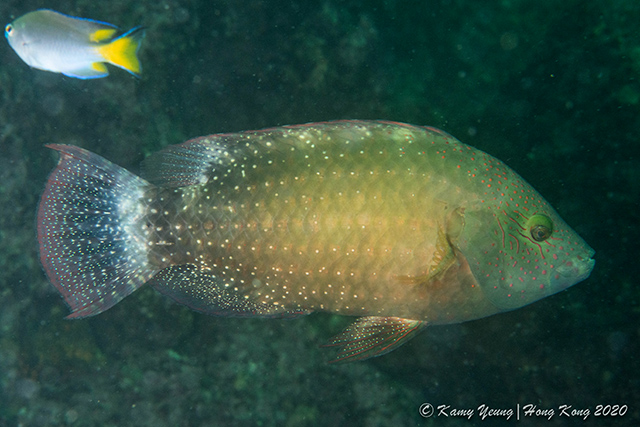 Cheilinus chlorourus