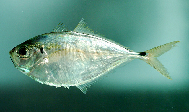 Chloroscombrus chrysurus