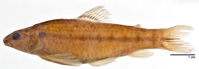 Characidium chupa