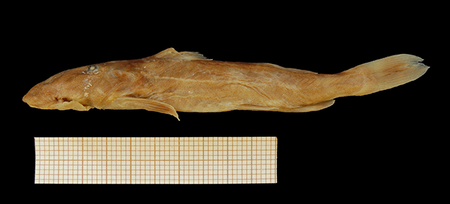 Chiloglanis congicus