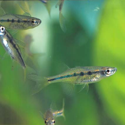 Neochela dadiburjori