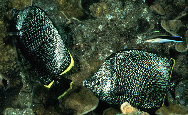 Chaetodon daedalma