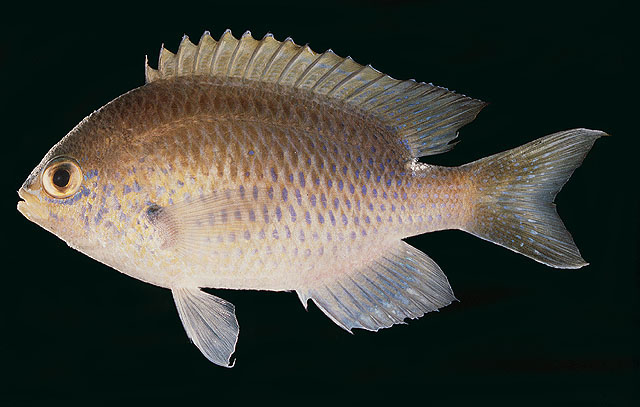 Chromis dasygenys