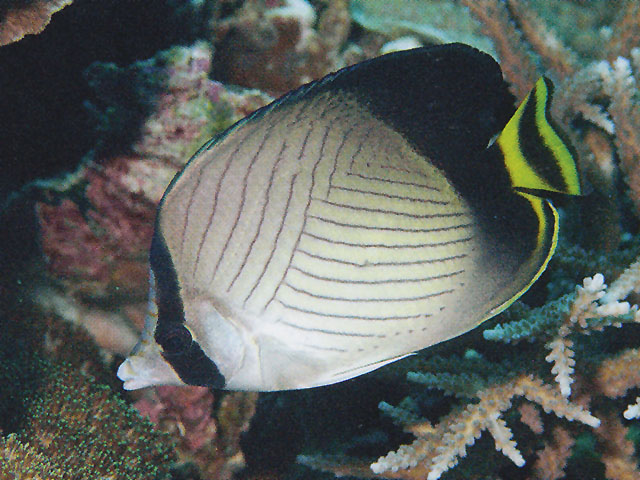 Chaetodon decussatus