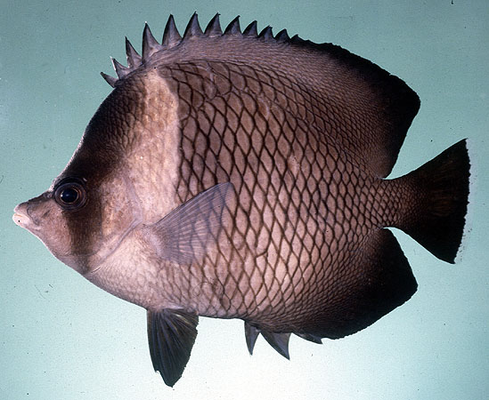 Chdia_u0.jpg